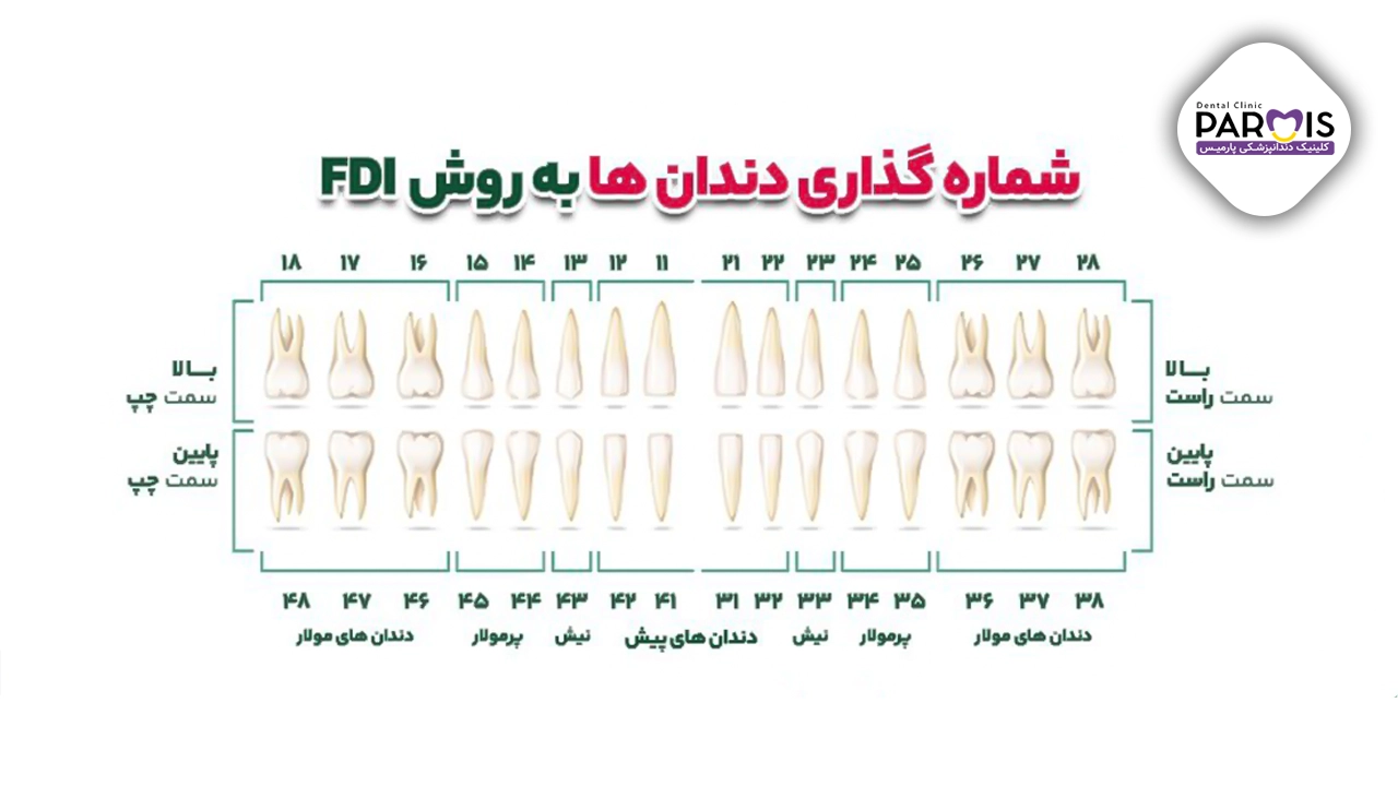 انواع دندان ها