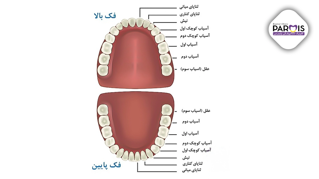 اسم دندان ها در دندانپزشکی